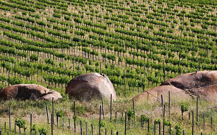 Rows of vines and granite boulders in the Valle de Guadalupe