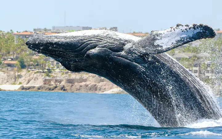 Humpback whale breaching off Cabo San Lucas