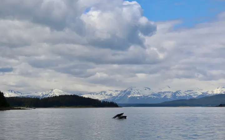 Humpback whale surfacing in Auke Bay with snow-capped mountains on the horizon