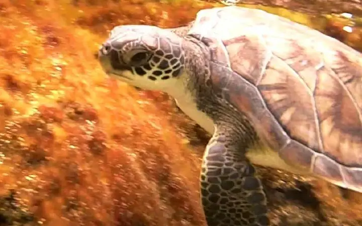 Green sea turtle in the snorkel lagoon at the Cayman Turtle Centre