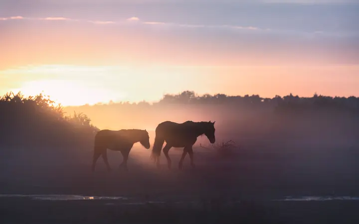 New Forest ponies grazing at sunrise near Lyndhurst