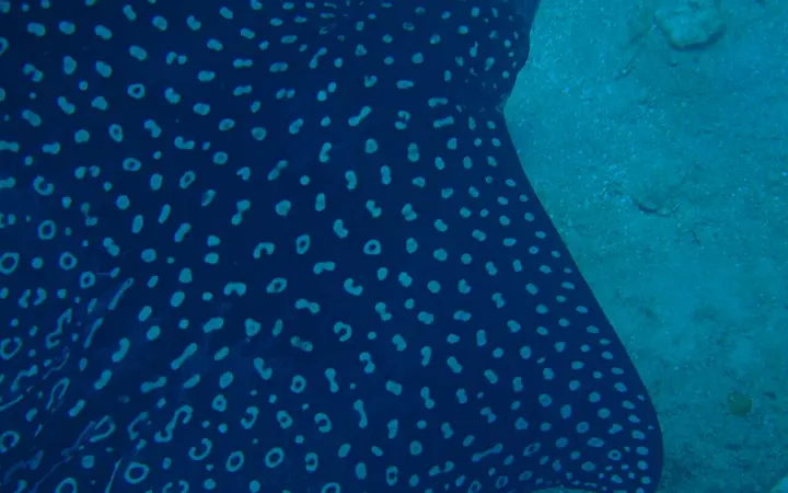Spotted eagle ray seen while snorkelling in West Bay, Roatan