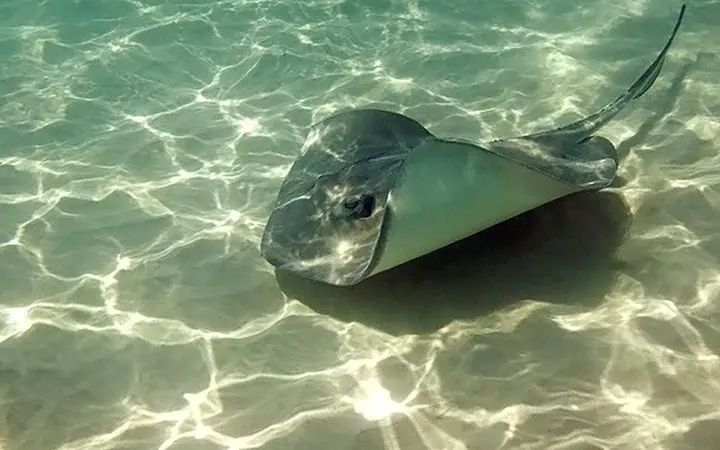 Southern stingray swimming over sand at Stingray City, Grand Cayman