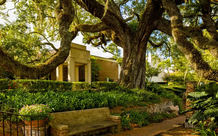 Shaded garden with old live oaks at the Cummer Museum of Art & Gardens, Jacksonville