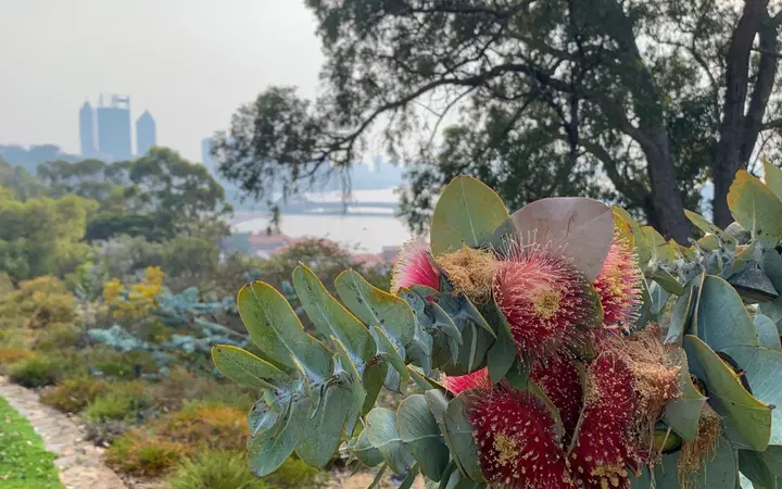 Native plants in Kings Park with the Perth skyline behind