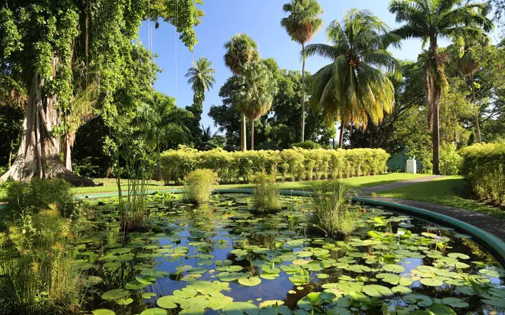 Lily pond with water lilies, clipped hedges and tall palms in the St Vincent Botanic Gardens, Kingstown