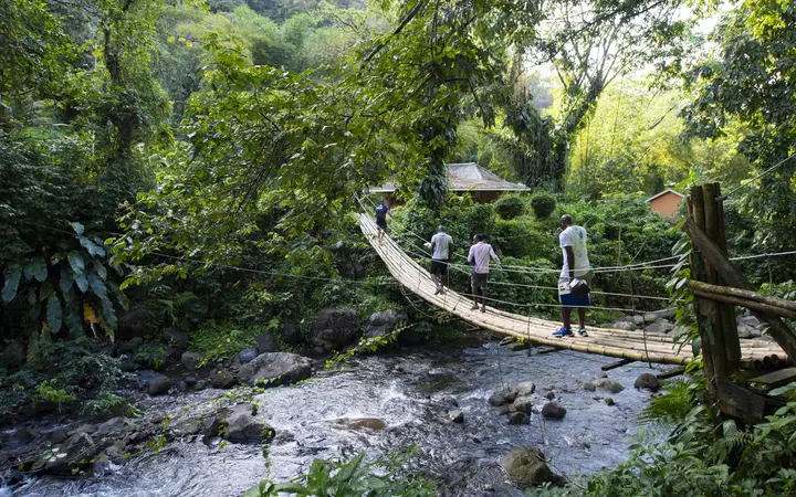 Bamboo suspension bridge over the rocky river in the rainforest on the trail to Dark View Falls, St Vincent