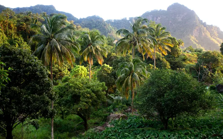 Palm trees and rainforest-covered mountain peaks in the Vermont valley, St Vincent