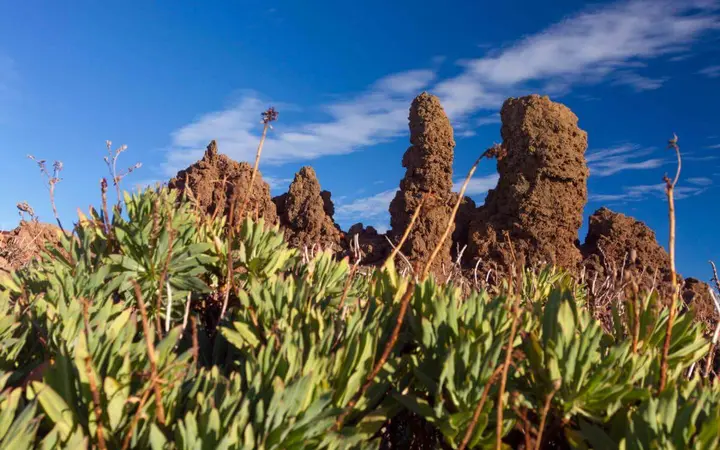 Rock pinnacles at Roque de los Muchachos above green summit shrubs under a deep blue sky.