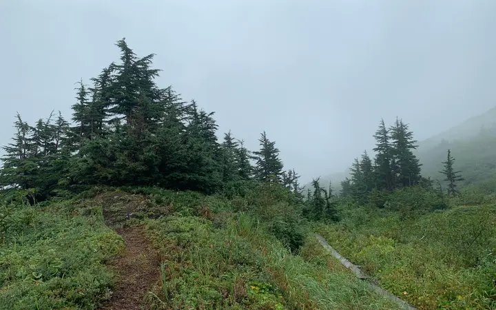 Narrow dirt path through low green brush and spruce trees on a misty day along the Horsetail Falls Trail